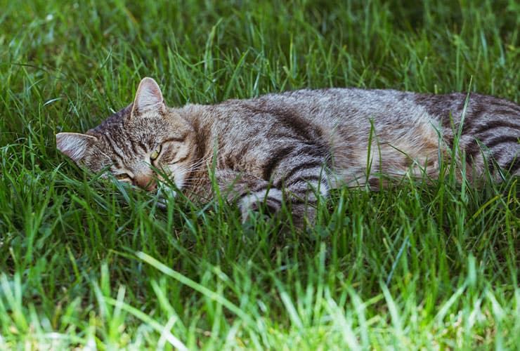 Aspetos gerais da sarna em gatos