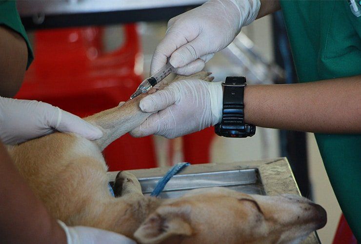 Estudar Auxiliar de veterinária: uma decisão sábia