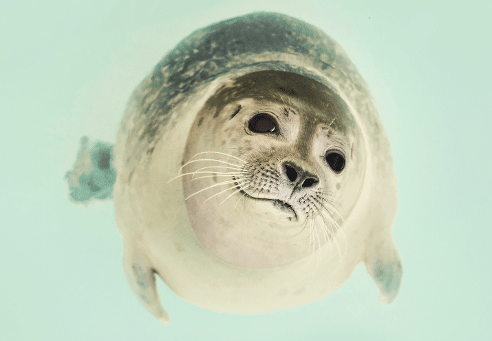 Quais as saídas profissionais do curso de Técnico de Animais Marinhos?