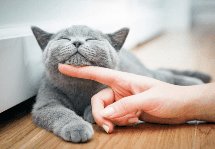 Linguagem Corporal do Gato: Como Interpretar os Sinais do Seu Felino