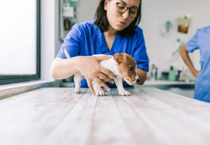 O Que Se Aprende Num Curso de Auxiliar de Veterinária?