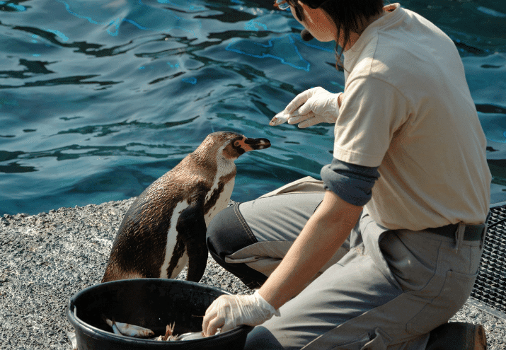 Cursos com Saída Profissional na Área dos Animais