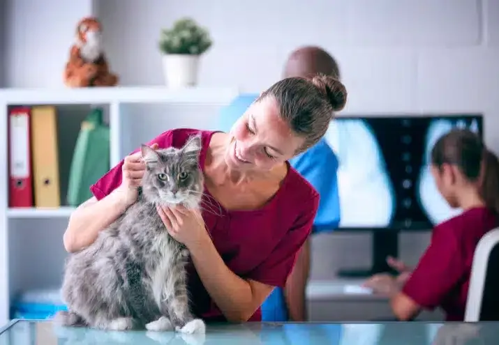 Auxiliar de Veterinária e a Relação com o Veterinário: Como Trabalhar em Equipa com Eficácia