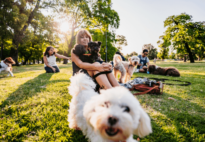 Dicas para Socializar Cães desde Filhotes