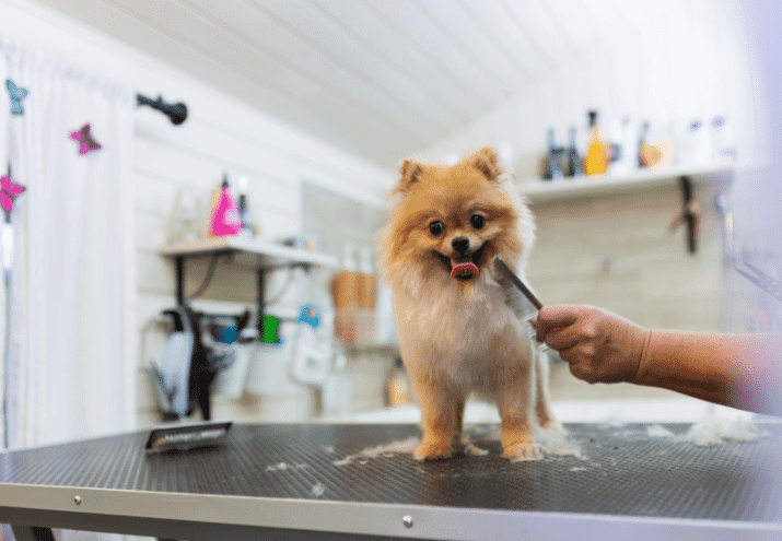 Grooming estético ou funcional? Há mais diferença do que parece