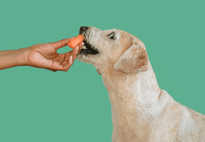 Nutrição animal nas diferentes fases da vida: o que muda e por que importa