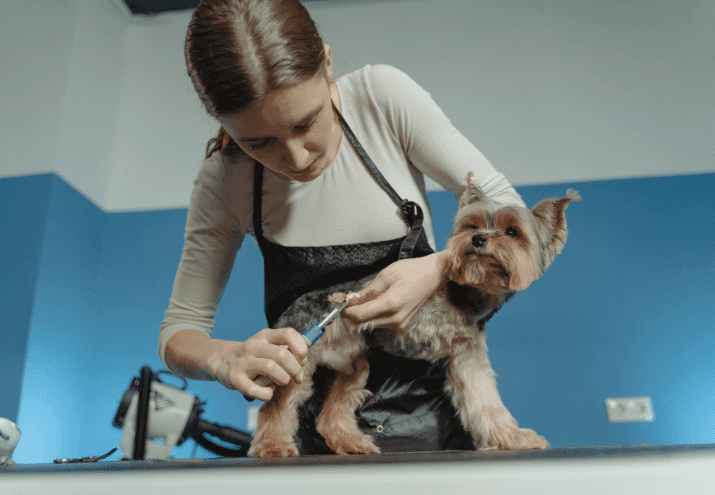 Sazonalidade no grooming: o que muda na rotina do cão no verão vs. inverno