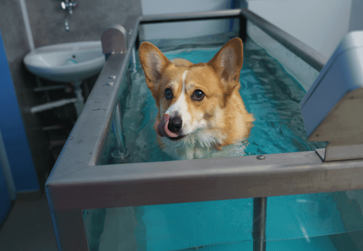 Fisioterapia e Reabilitação Animal: o que é e como funciona